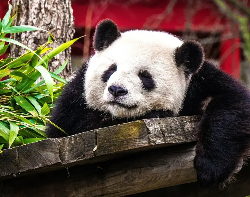 Милая спящая панда в Чэнду (Китай)