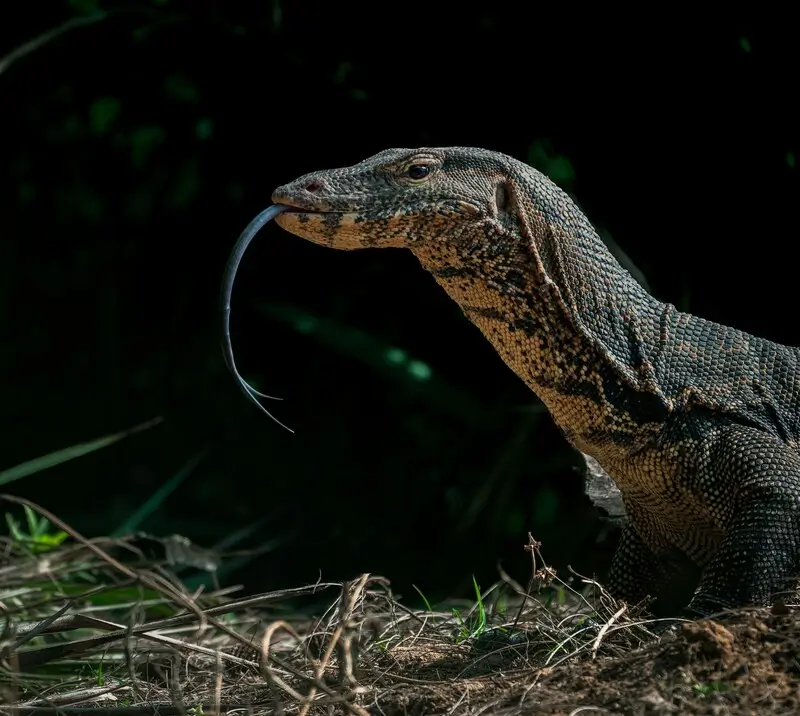 Варан в Bhitarkanika National Park, Индия