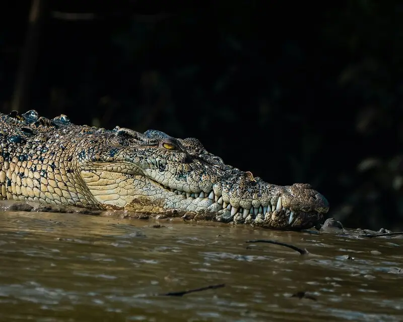 Бенгальский гребнистый крокодил в Bhitarkanika National Park, Индия