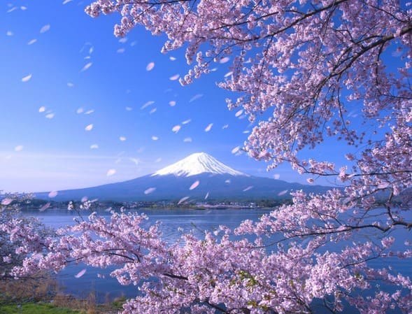 Тур поездка в Японию на цветение Сакуры с авиаперелетом из Санкт-Петербурга