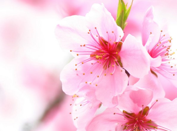 Поездка в Японию на цветение Сакуры + экскурсии в Пекине