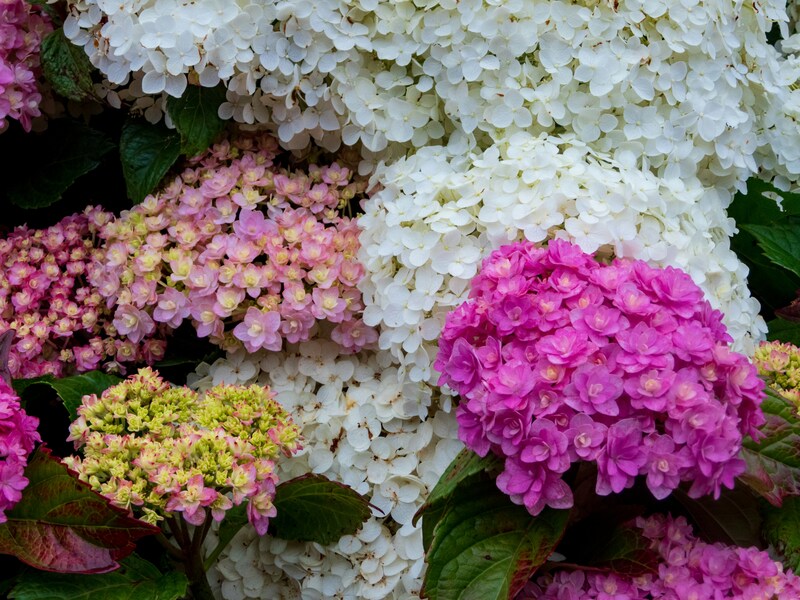 Цветы на фестивале гортензий в Чеджу