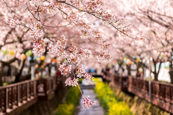 Экскурсионный тур в Южную Корею на цветение сакуры + о. Чеджу