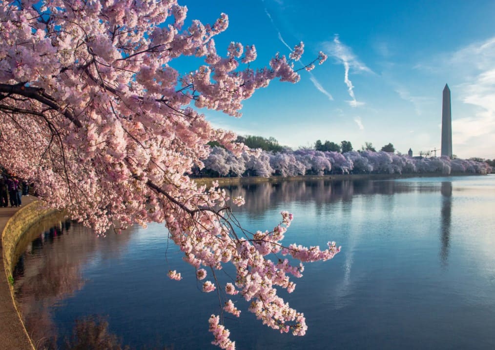 Тур на цветение сакуры в Южную Корею