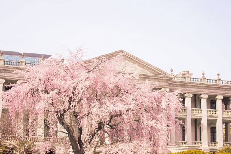 Цветение сакуры на фоне дворца Токсугун в Сеуле, Южная Корея