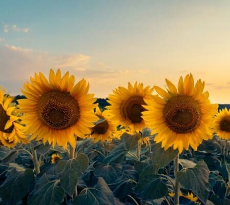 Подсолнухи в поле как символ Золотого кольца России